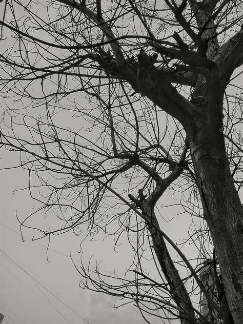 Tree Trauma Branches Nature Love Hd Phone Wallpaper Peakpx