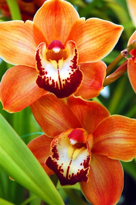 1268 Best Orchid Images On Pinterest Exotic Flowers Pretty Flowers And Beautiful Flowers