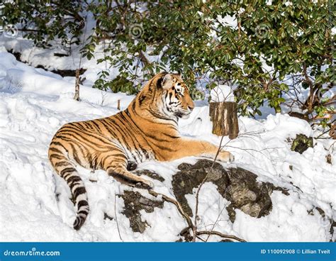 Siberian Tiger Panthera Tigris Altaica Resting In The Snow In The