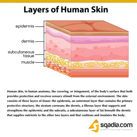 Layers Of Human Skin Subcutaneous Tissue Epidermis Skin Anatomy