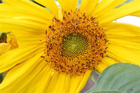 Miniature sunflower placed in a wooden crate. Desert Garden: Sunflower~Today's Flowers~032011