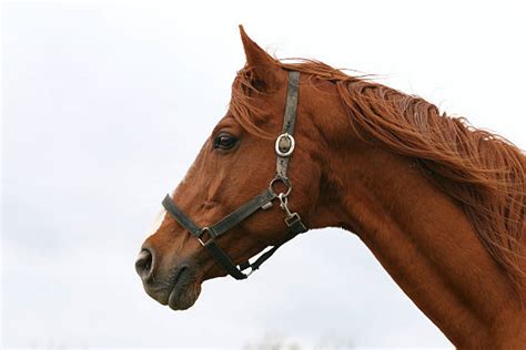 Horse Head Profile Stock Photos Pictures And Royalty Free Images Istock