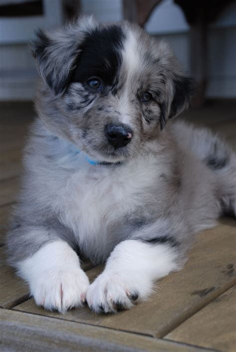 The Cutest Australian Shepherd In The Puppy Game Shepherd Puppies