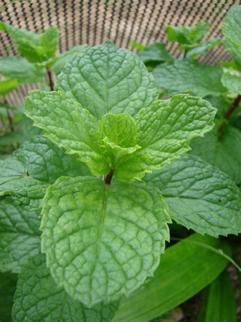 Temperate Climate Permaculture: Permaculture Plants: Mint