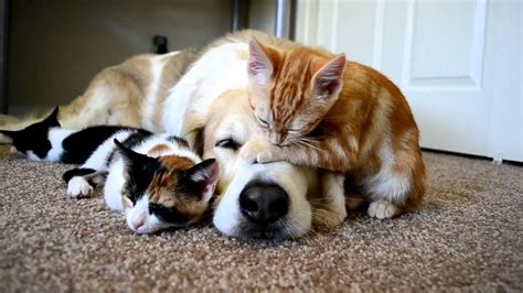 Video 34 Cuteness Overload A Dog Sleeping With His Kittens Youtube