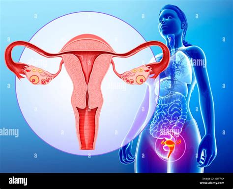 Female Reproductive System Illustration Stock Photo Alamy