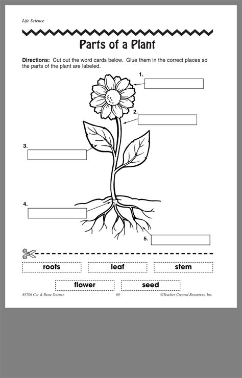 Pin By Renisha Tixey On Science Worksheets Parts Of A Flower Teacher