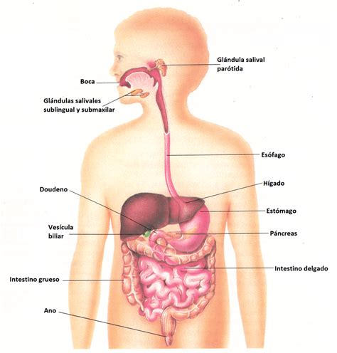 Aparato digestivo humano sus órganos estructura y función