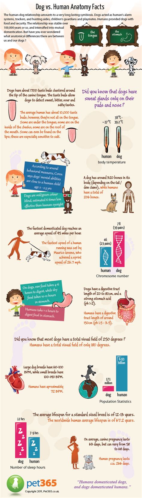 Dogs Vs Human Anatomy Facts Visually