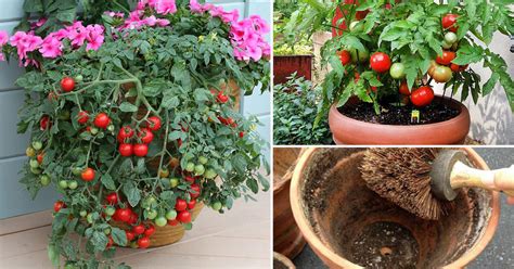 13 Basic Tomato Growing Tips For Containers To Grow Best Tomatoes