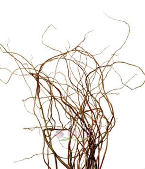 Curly Willow Medium 5 6 Tall Potomac Floral Wholesale
