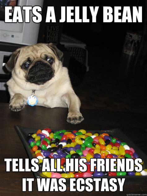 23 Cat Memes Jelly Beans Factory Memes