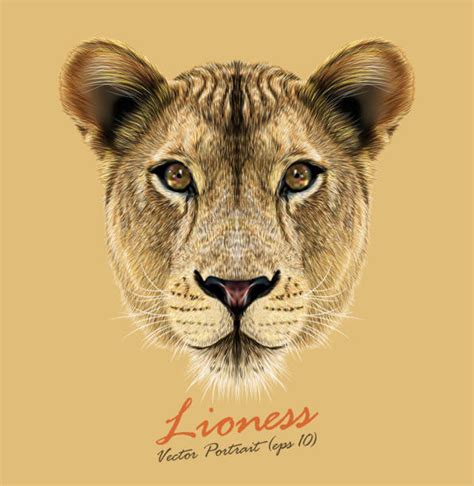 Best Lioness Illustrations Royalty Free Vector Graphics And Clip Art