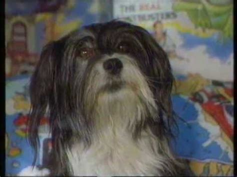 The only luxury dog hotel exclusively for smaller breeds in the auckland area. Woof! S5E4 - Flying Dog (1992) FULL EPISODE - YouTube