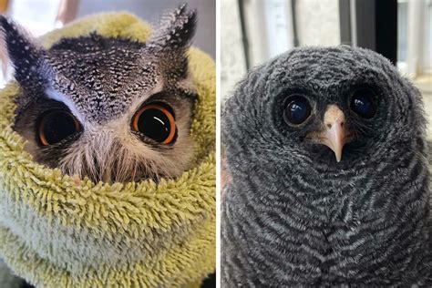 120 Cute Owl Pictures That Highlight The Beauty Of These Nocturnal