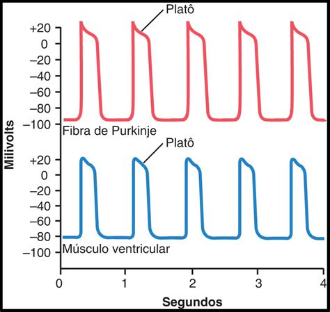 Plantando Ciência Fisiologia Cardíaca