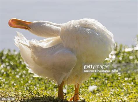 Stretching Duck Photos And Premium High Res Pictures Getty Images