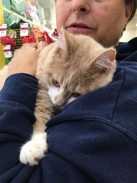 Rescue Cat So Happy To Be Adopted He Cant Stop Hugging His Human