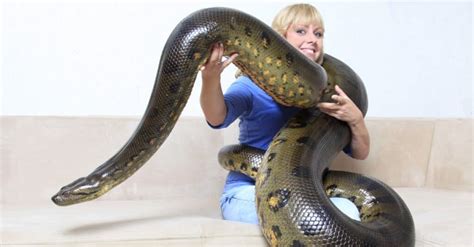 Anaconda Animal Facts E Murinus E Notaeus E Deschauenseei E