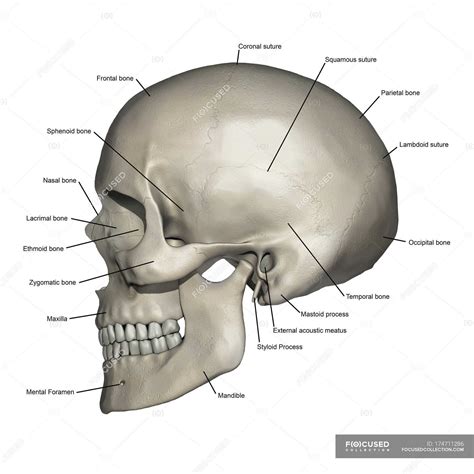 Layers Of Skull Bone