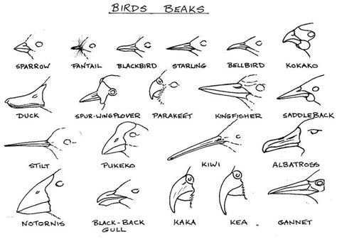 Https://tommynaija.com/draw/how To Draw A Bird Beak