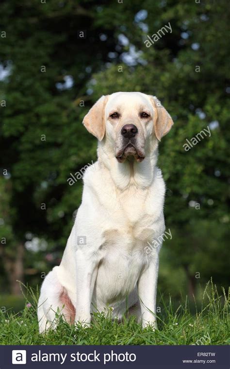 Sitting Labrador Retriever Stock Photo Alamy