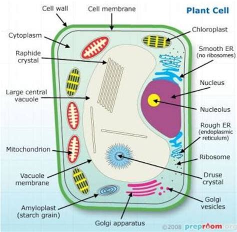 Plant Cell Membrane Diagram