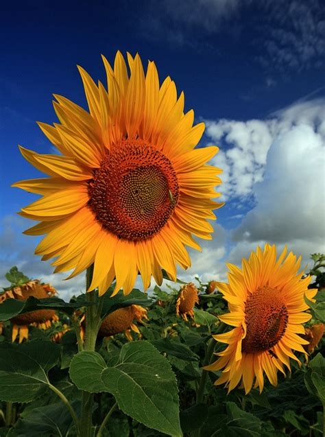 Wallpapers Images Picpile Autumn Beautiful Sunflowers