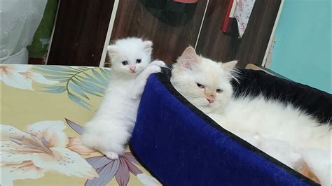 Mom Cat Carries Kitten Meow To Dad Cat So That He Takes Care Of Him Cat Carries Kitten