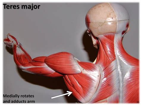 The cells in slow twitch muscles like the postural muscles (e.g. Teres major - Muscles of the Upper Extremity Visual Atlas ...