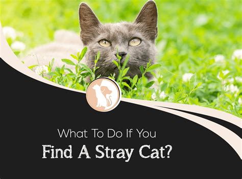 What Is The Difference Between A Stray And Feral Cat Lola The Rescued