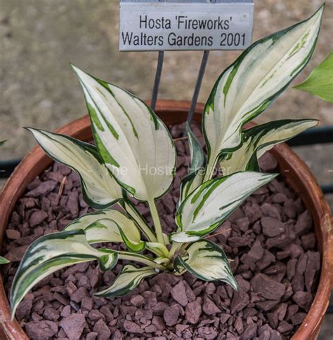 Home > ⚶ hostas > hostas by color > green hostas. Hosta 'Fireworks' from The Hosta Helper - Presented by ...