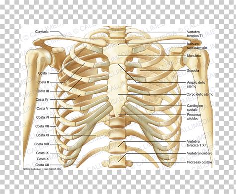 Rib Cage Anatomy Labeled Human Skeleton System Anatomy With Detailed