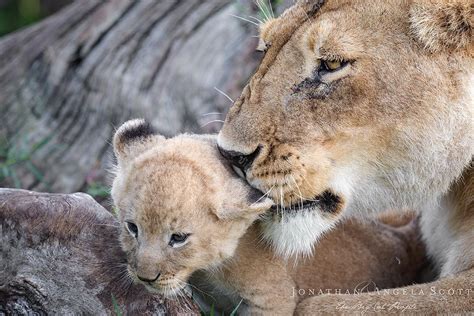 Tender Moment Between A Lioness And Her Cub Rhardcoreaww