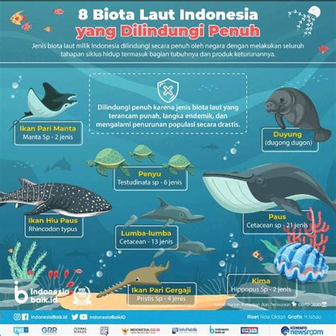 8 Biota Laut Indonesia Yang Dilindungi Penuh Atmago