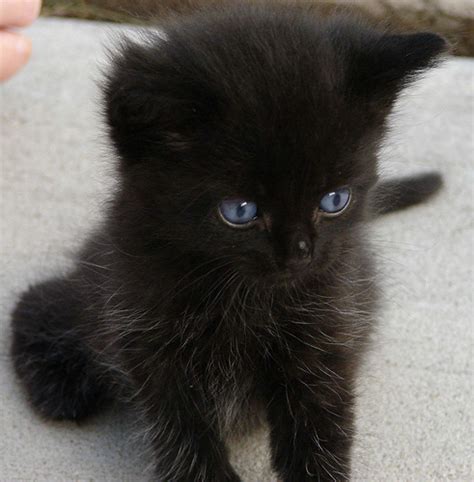 Black Fluffy Kitten Baby Cat Image Cute Baby Wallpapers