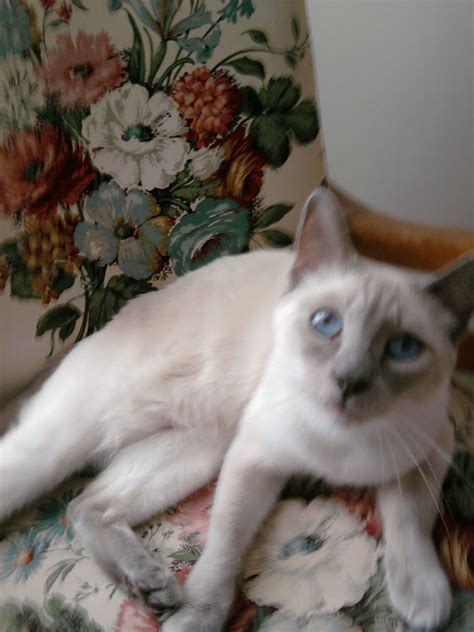 Although an ancient breed, the siamese did not arrive on british shores until the 1880s with the original cats boasting classic seal brown points on cream bodies. Tonkinese Breeders Texas