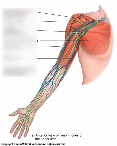 Arm Lymph Nodes Diagram Quizlet