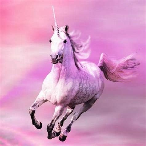 Rainbow Unicorn Wallpapers Hd Cool Pony Horses Iphone App