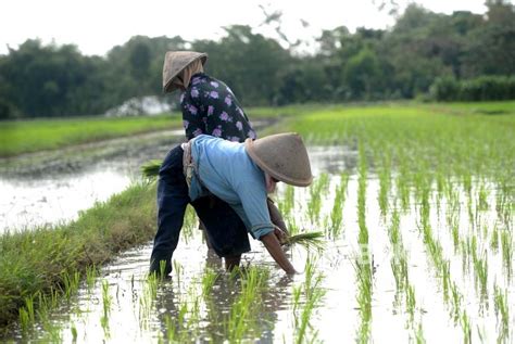 Sketsa Gambar Petani Menanam Padi Gambar Kartun Petani Bawa Cangkul