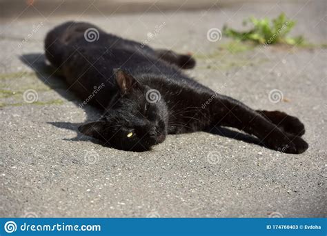 Black Stray Cat On The Pavement Stock Image Image Of Dark Outdoors