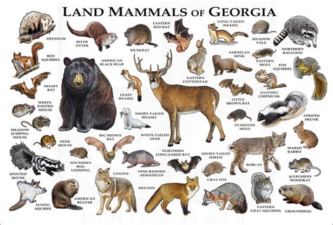 Mammals Of Georgia Poster Print Georgia Mammals Field Guide Etsy