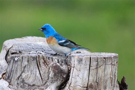 Lazuli Buntings Vibrant Jewels Of The West Birds And Blooms