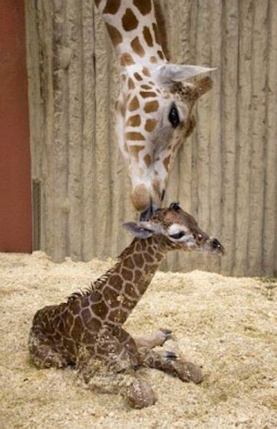 Muthu Rockzz Cute Baby Giraffes