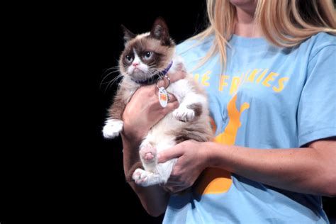 Grumpy Cat Grumpy Cat At The 2014 Vidcon At The Anaheim Co Flickr