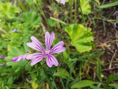 It's useful for so much more than killing weeds (although it does a mighty fine job of that, too). How to Get Rid of Creeping Charlie with Borax - Weed ...