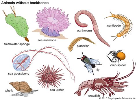 Anexos Invertebrados Vertebrados E Invertebrados Ciencia Pdmrea | Porn