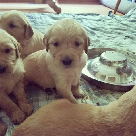 15 Pictures Of The Cutest Golden Retriever Puppies That Will Make Your