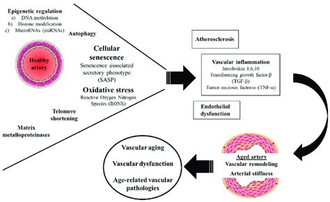 Molecular Mechanisms Of Vascular Aging Oxidative Stress Cellular