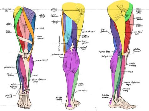 Maybe you would like to learn more about one of these? Pin by costumegal on Feet & Legs | Leg muscles anatomy ...